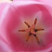 Innenleben einer Tulpe