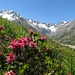 Am Göscheneralpsee dominieren Alpenrosen das Bild