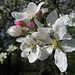 Blüten vom Apfelbaum (Malus × domestica)