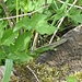 Zauneidechse (Lacerta agilis) mit fehlenden Schwanz