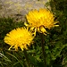 Blumenvielfalt auf Alpe Fiorasca