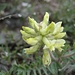 Zottiger Spitzkiel (Oxytropis pilosa) - Blütenstand