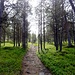 Breiter Wanderweg durch den Wald des Lemmenjoki-Nationalparks