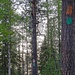 Orange und grüne Markierungen an den Bäumen weisen den Weg
