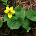 Gelbe Bergveilchen (Viola biflora)