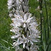 Weiße Affodillblüte