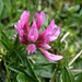 Trifolium alpinum (Rumantsch: trafögl alpin, De: Alpenklee, En: alpine clover)