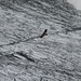 Ein Adler kreist über dem Blüemlisalpfirn 