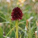Vorder Walenstock (2346m): Schwarze Kohlröschen (Nigritella nigra) wachsen auf dem Gipfel. Die Blüte hat einen Geruch nach Vanille.