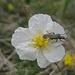 Apennin-Sonnenröschen (Helianthemum apenninum) mit Käfer