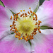 Am Wegrand: Staubfäden, Staubbeutel und Stempel einer Alpen-Hagrose (Rosa pendulina)