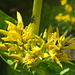 Und nochmals Gelber Enzian (Gentiana lutea)