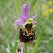 Hummel-Ragwurz (Ophrys holoserica), Einzelblüte