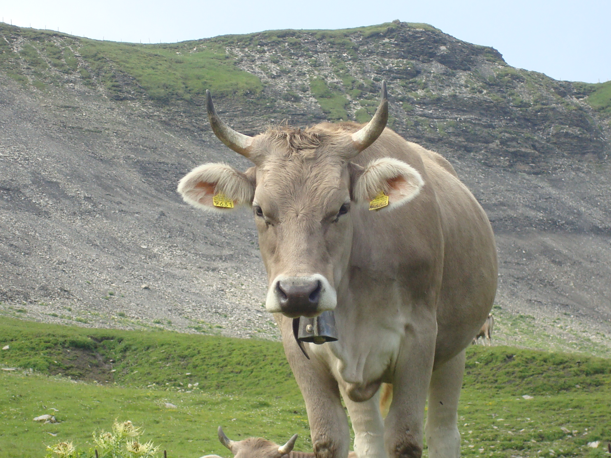 Orginal Schweizer Braunvieh Fotos