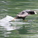 Eurasian Coot "running on the water"