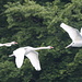 3 swans flying a formation