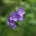 Bellflower (probably Campanula persicifolia, Pfirsichblättrige Glockenblume)