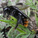 Biene mit hübsch gefärbten Hinterteil