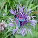 ..mit Blume und  Falter
