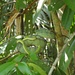 Grüne Viper - Männchen und Weibchen