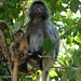 Abschiednehmen von den Silver Leaf Monkeys