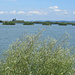 Naturschutzgebiet Rheindelta