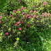 Alpenrosen