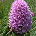 Kugelorchis