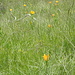 Feuerlilienwiese