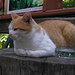 der "Capo" der ca. 10 Katzen, die ums Haus herumwuselten...