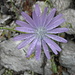 Blauer Lattich