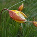 Wilde Tulpen, wegen des Regens leider geschlossen
