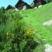Blühender Ginster oberhalb Camanoi