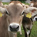 neugierige Kühe der Musteralpe