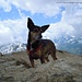 Suni, oggi reginetta in Engadina sulla vetta del Piz Languard (3262m)