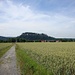 Blick von Ebenheit zur Festung Königstein