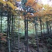 Herbstfarben im Brüeltobel.