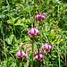 Blumenlehrpfad Stierenbergli. Türkenbundlilie (Lilium martagon)