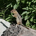 Unterwegs an den Box Canyon Falls (Ouray), 11.07.2009. Erdhörnchen (Ground Squirrel) am Wegrand.