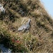 Alpenschneehuhn (Lagopus muta)