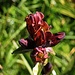 Purpur-Enzian (Gentiana purpurea).