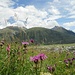 Flora delle alpi