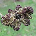 Blütenstand der Gemeinen Esche (Fraxinus excelsior)