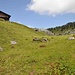 Alp Oberberg