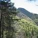 Monte Torrigia. Si vede bene la radura d'Alpetta