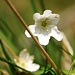 Buschwindröschen<br />„Anemona nemorosa“<br /><br />Blütezeit: März - April<br />Grösse: bis 20cm hoch<br />Standort: Laub- Nadlewälder, Bergland, Wiesen<br />Vorkommen: Europa. <br />