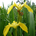 Iris am Wegrand
