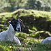 Siesta auch bei den Schafen