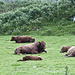 Siesta auf der Weide