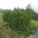 Pino mugo strisciante (Pinus mugo).